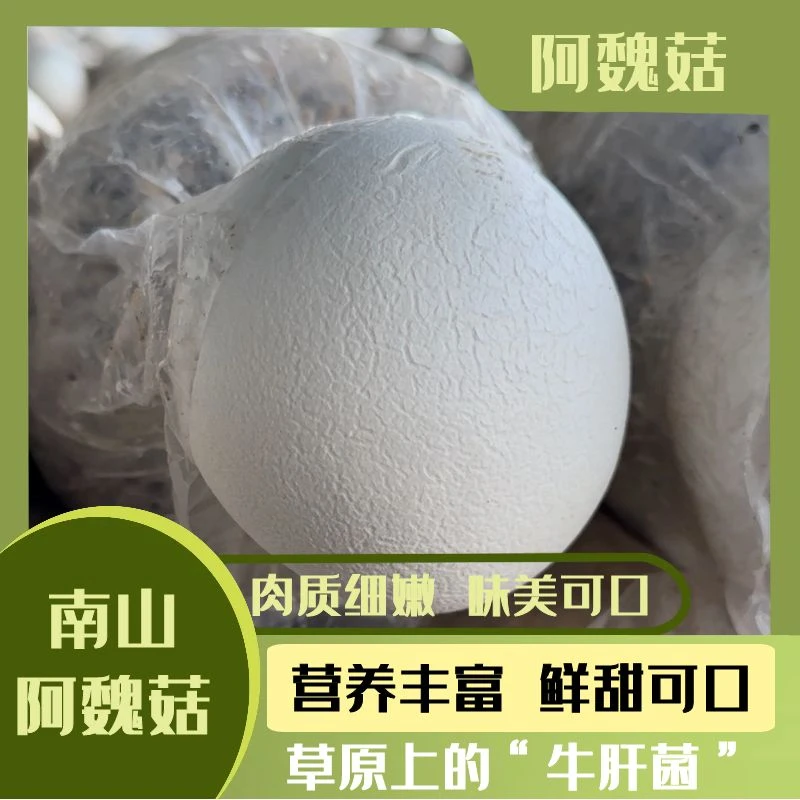 【口感细腻】南山阿魏菇营养丰富味美可口300g