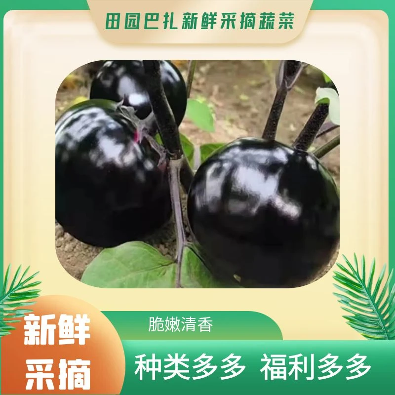 乌市包邮新鲜现采茄子高寒高原菜无化学农药无人工添加剂500g-1kg