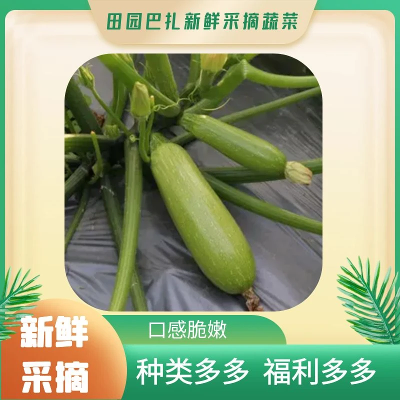 乌市包邮新鲜现采长葫芦瓜口感丰富多汁500g