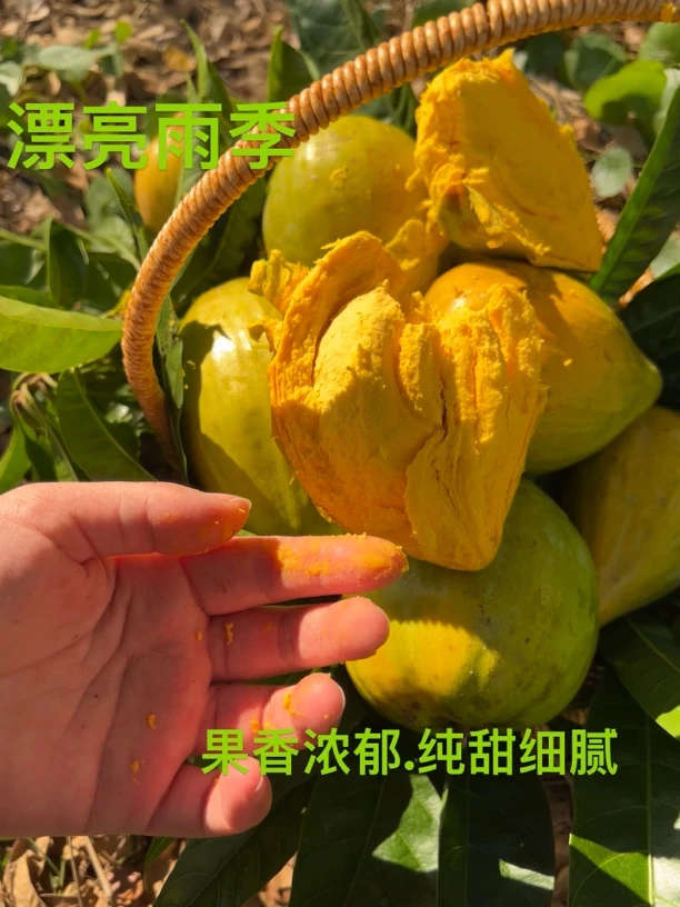 西双版纳耀堂鸡蛋果软糯香甜高营养生态种植稀有水果新鲜纯甜