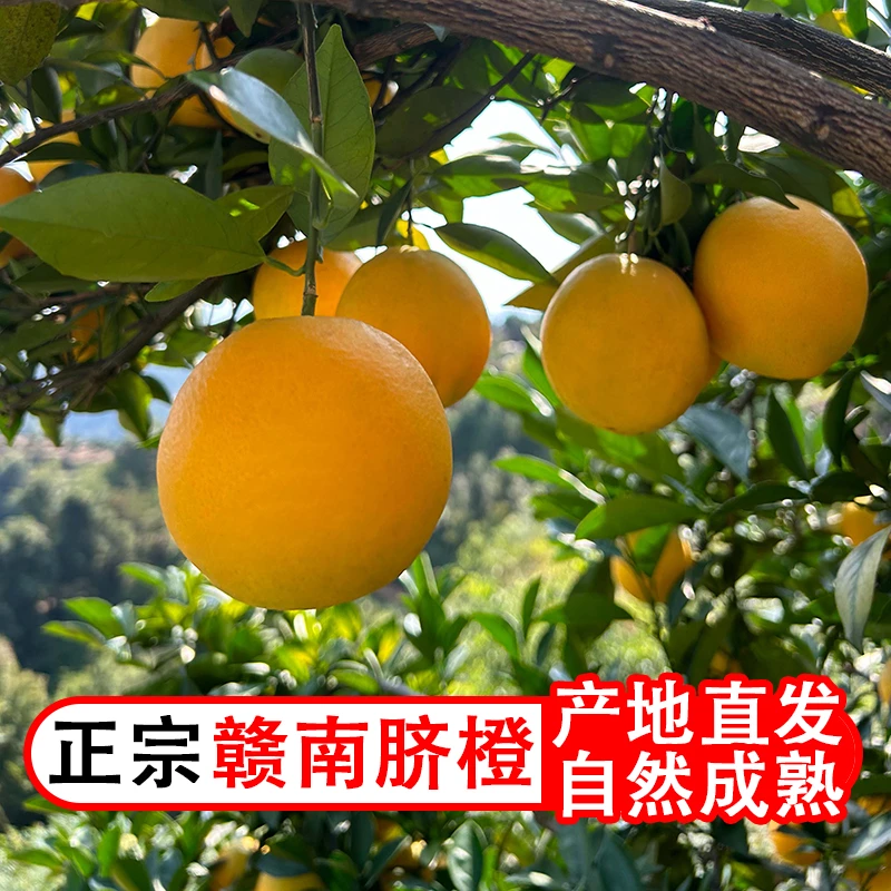 正宗赣南脐橙新鲜采摘江西寻乌产地直发5/10斤
