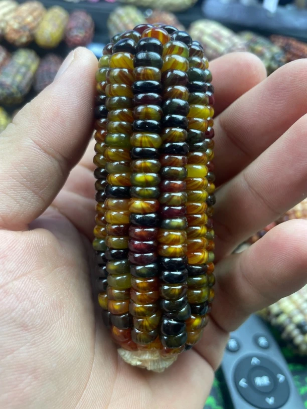 一物一拍，文玩玉米，女生减速带。天然挂件、手把件，可盘玩