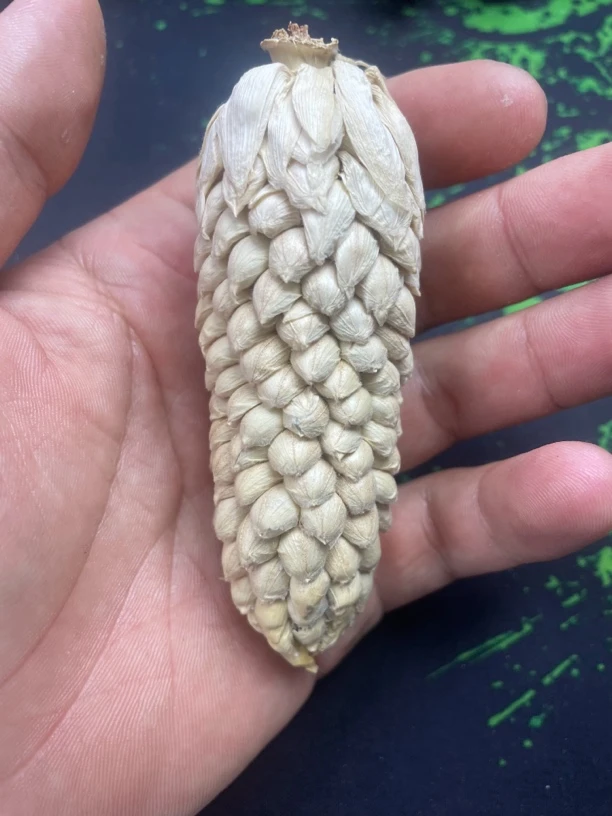 一物一拍，文玩玉米，女生减速带。天然挂件、手把件，可盘玩