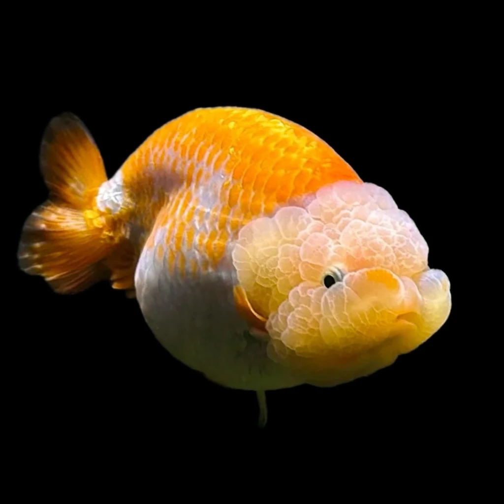 兰寿金鱼活体冷水鱼