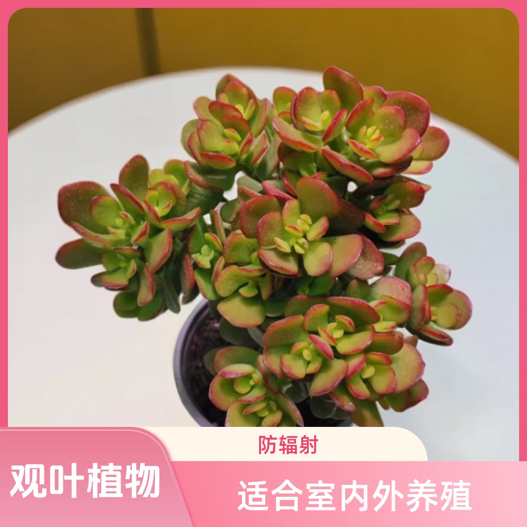 摇钱树 室内室外可养办公室绿植夏天新手好看好养盆栽多肉植物