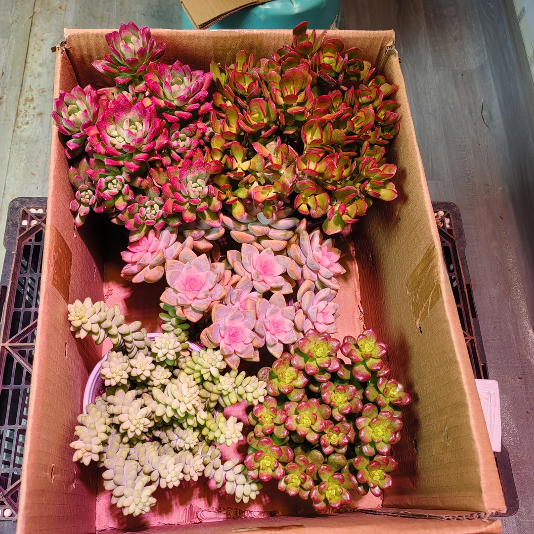 A19.99一大箱，一盆只要3块多 超值 原盆原土发货 新手好养