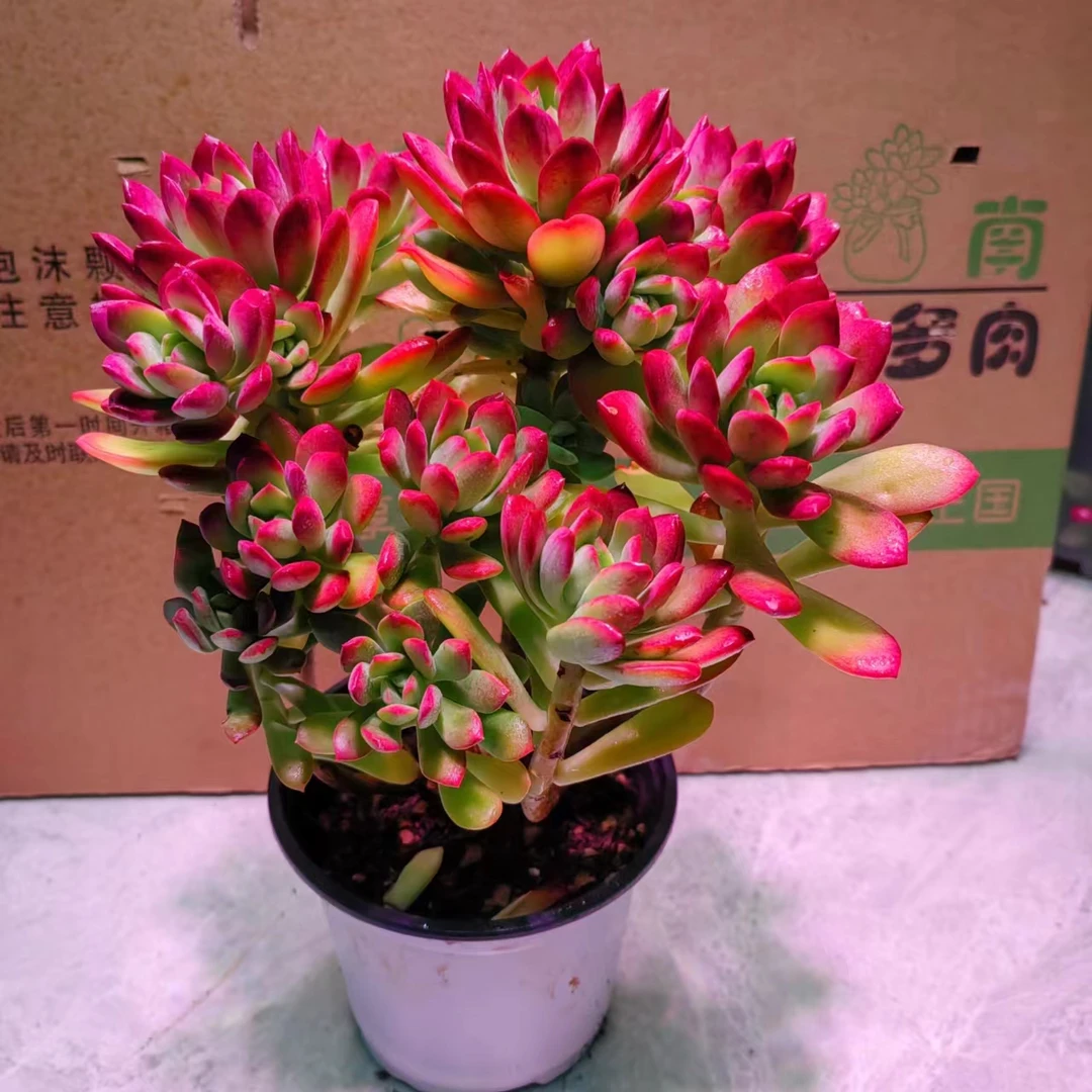 老桩沙漠玫瑰（以直播间展示为准）多肉植物室内室外好养盆栽植物