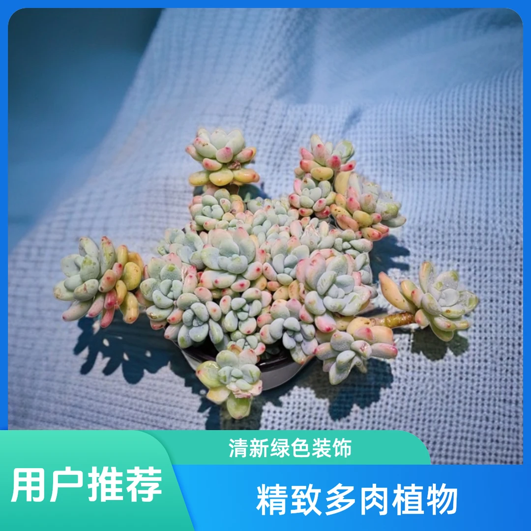 劳尔 带淡淡香味多肉植物  好看好养 室内室外可养盆栽