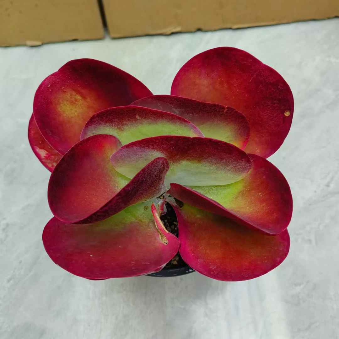 爱心蝴蝶唐印红色多肉植物防辐射吸甲醛净化空气带塑料盆发货