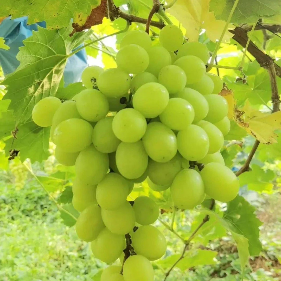 阳光玫瑰约2斤