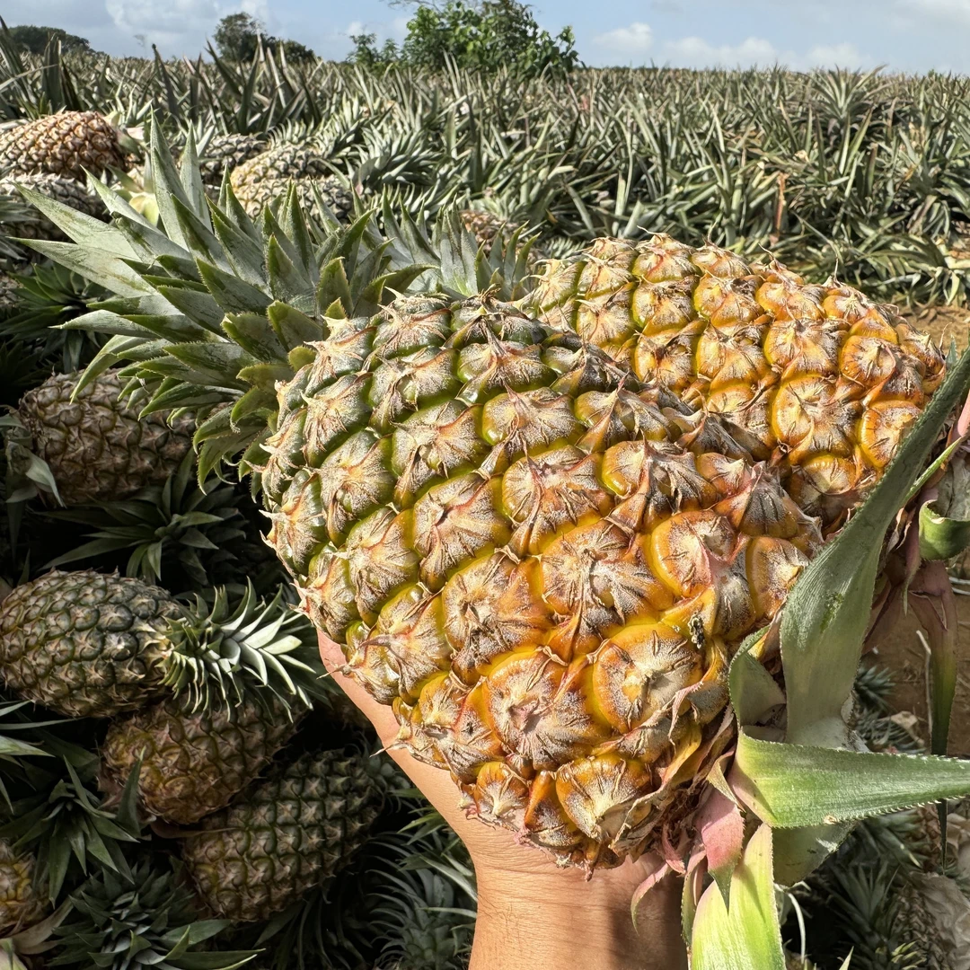 【海南直发】海南金钻凤梨17号树上熟甜蜜蜜冬蜜手撕新鲜水果应当季