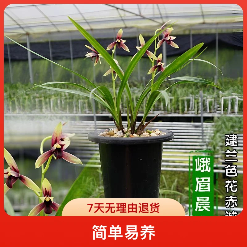建兰铭品四季兰红素赤诚峨眉晨光原生老种兰花室内阳台清香型盆栽