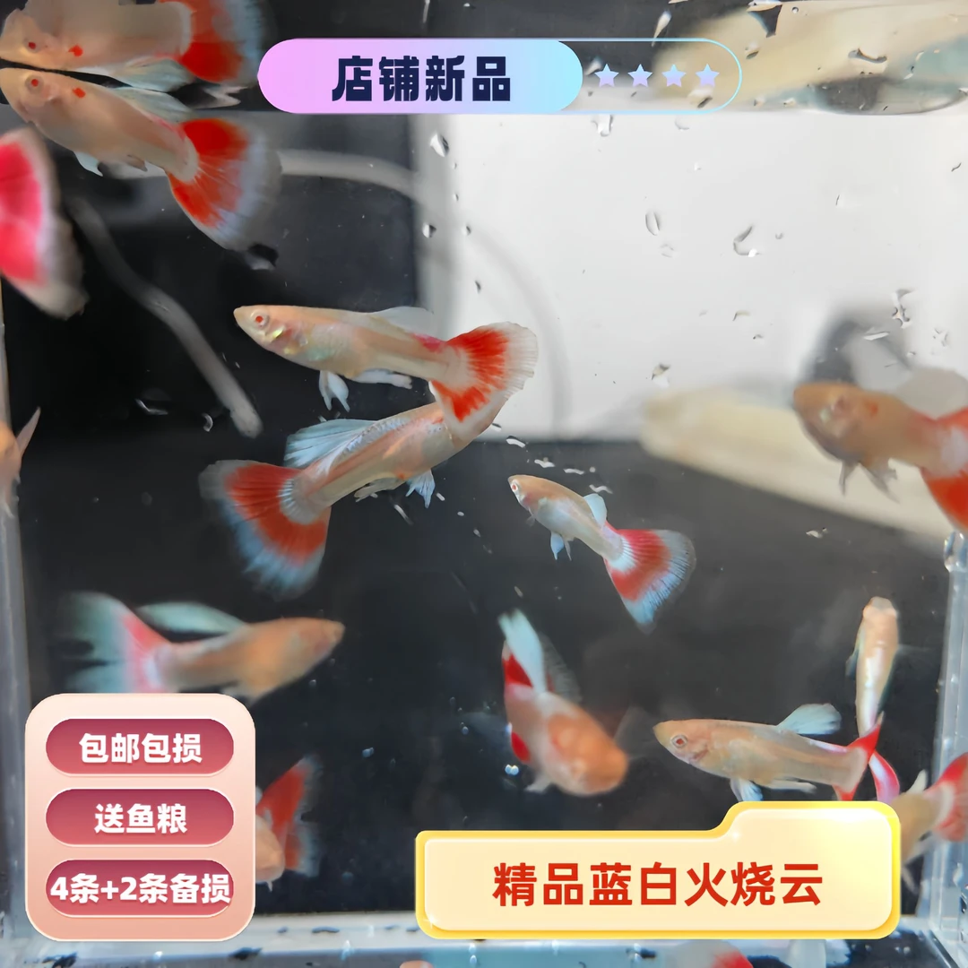 精品孔雀鱼 蓝白火烧云小型热带胎生淡水鱼活体观赏鱼 入缸不包损