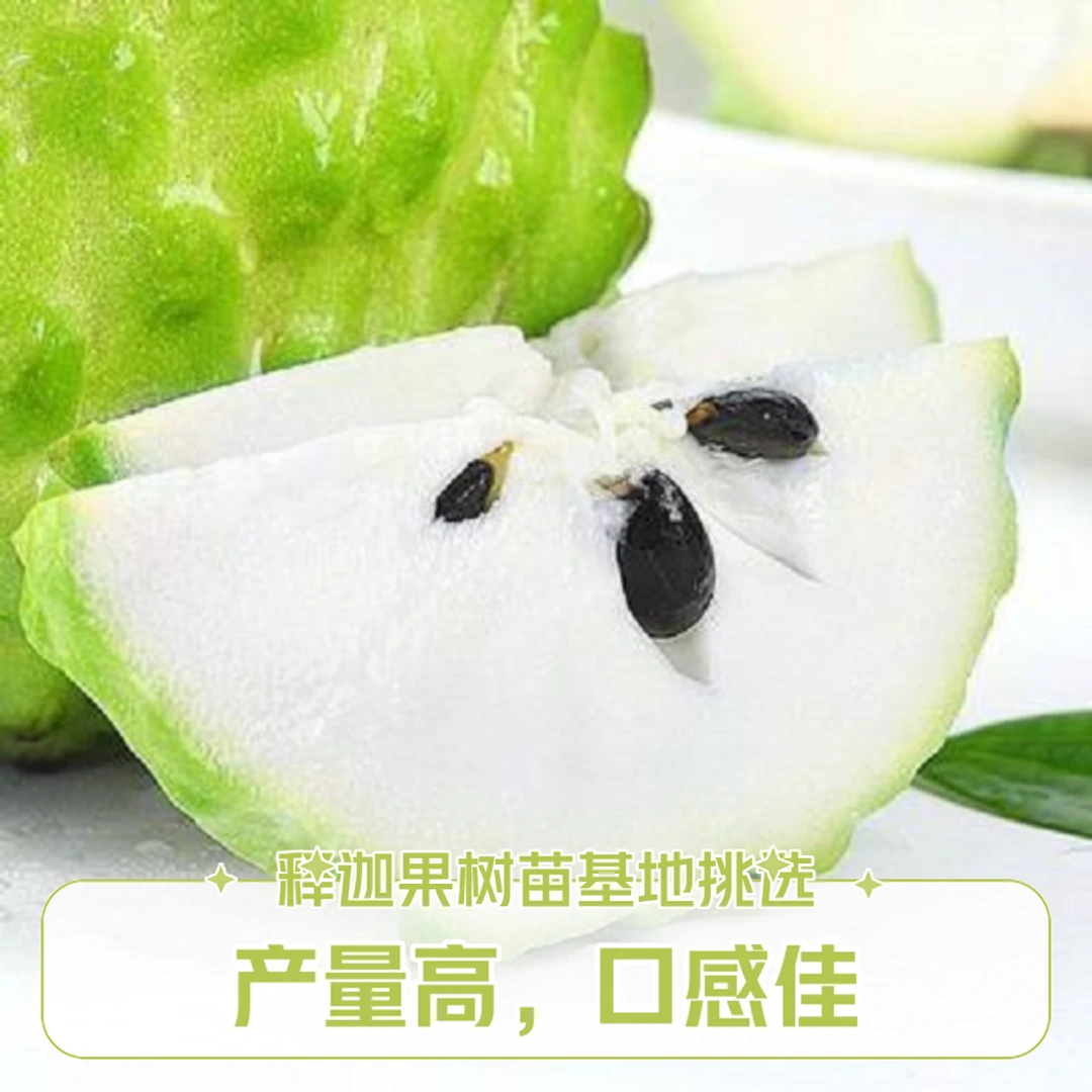 果苗哥推荐凤梨释迦果树苗原生容器苗种植口感好甜度高带土发货