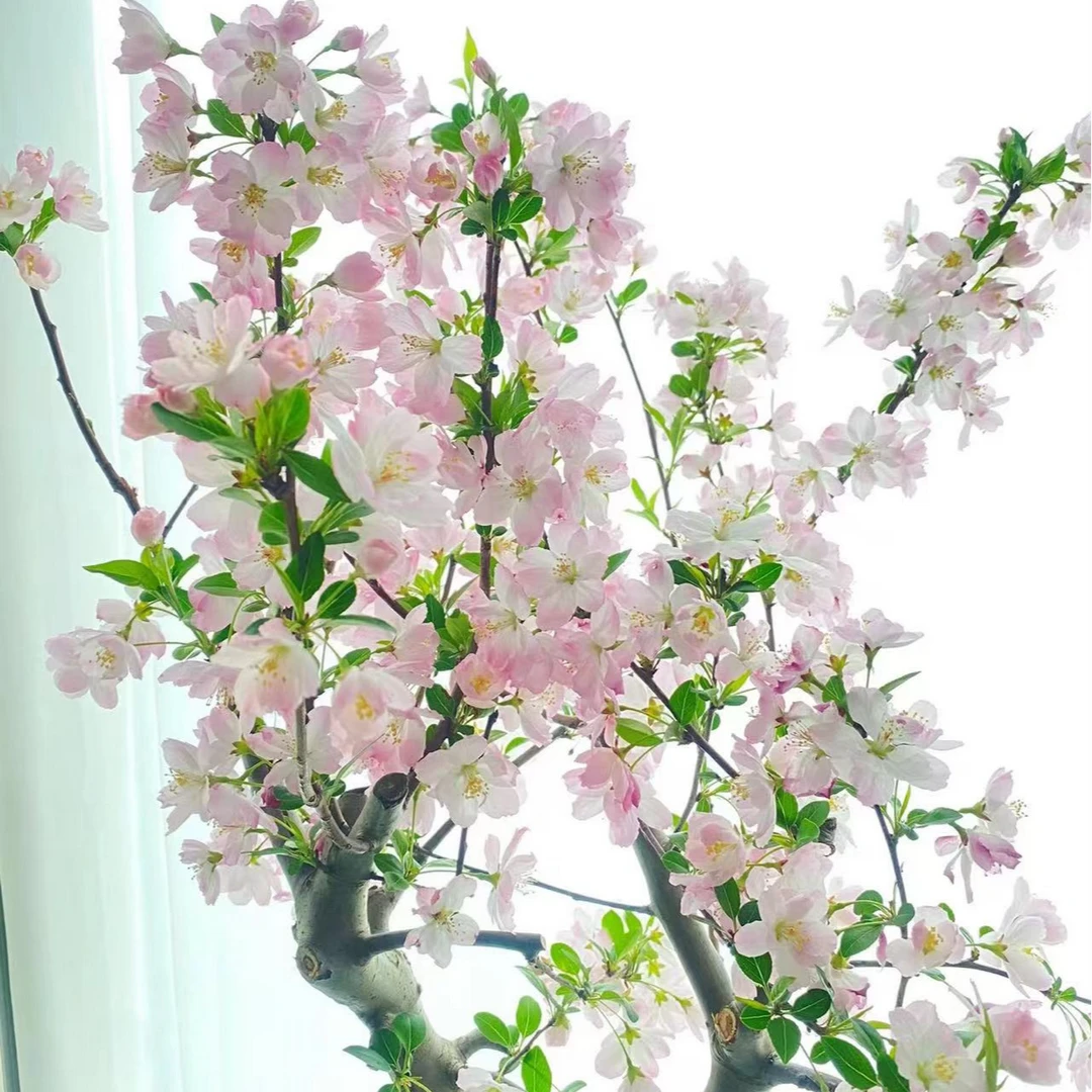 【西府海棠】8年老桩爆花机器年宵花耐寒