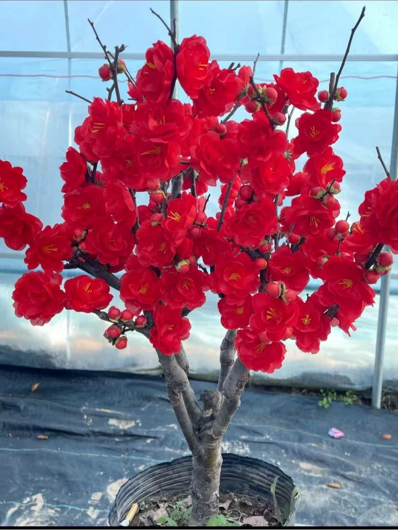 【长寿冠红宝石】正红色海棠爆花机器年宵花八年老桩盆景过年开花