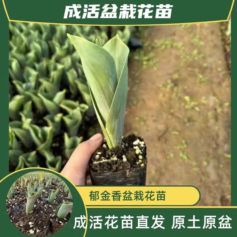 【郁金香成品苗】郁金香花苗室内外阳台庭院盆栽地栽水培土培带花苞