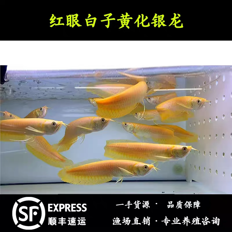 活体银龙鱼观赏鱼热带黄化龙鱼苗大中型鱼活鱼包活