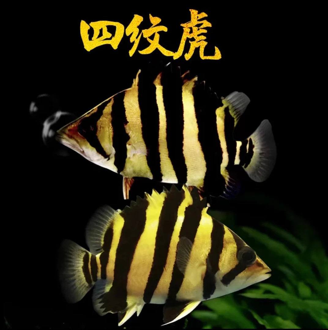 虎鱼活体印尼虎鱼苏虎苏门答腊虎鱼四纹虎鱼观赏鱼热带淡水鱼龙配
