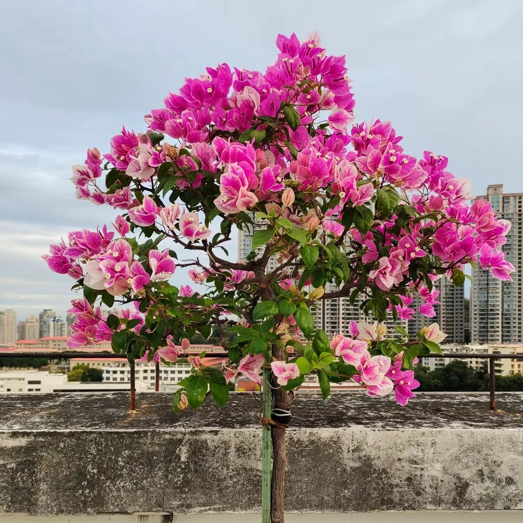 【漳红樱】三角梅四季开花绿植盆栽花卉爬藤植物勤花品种