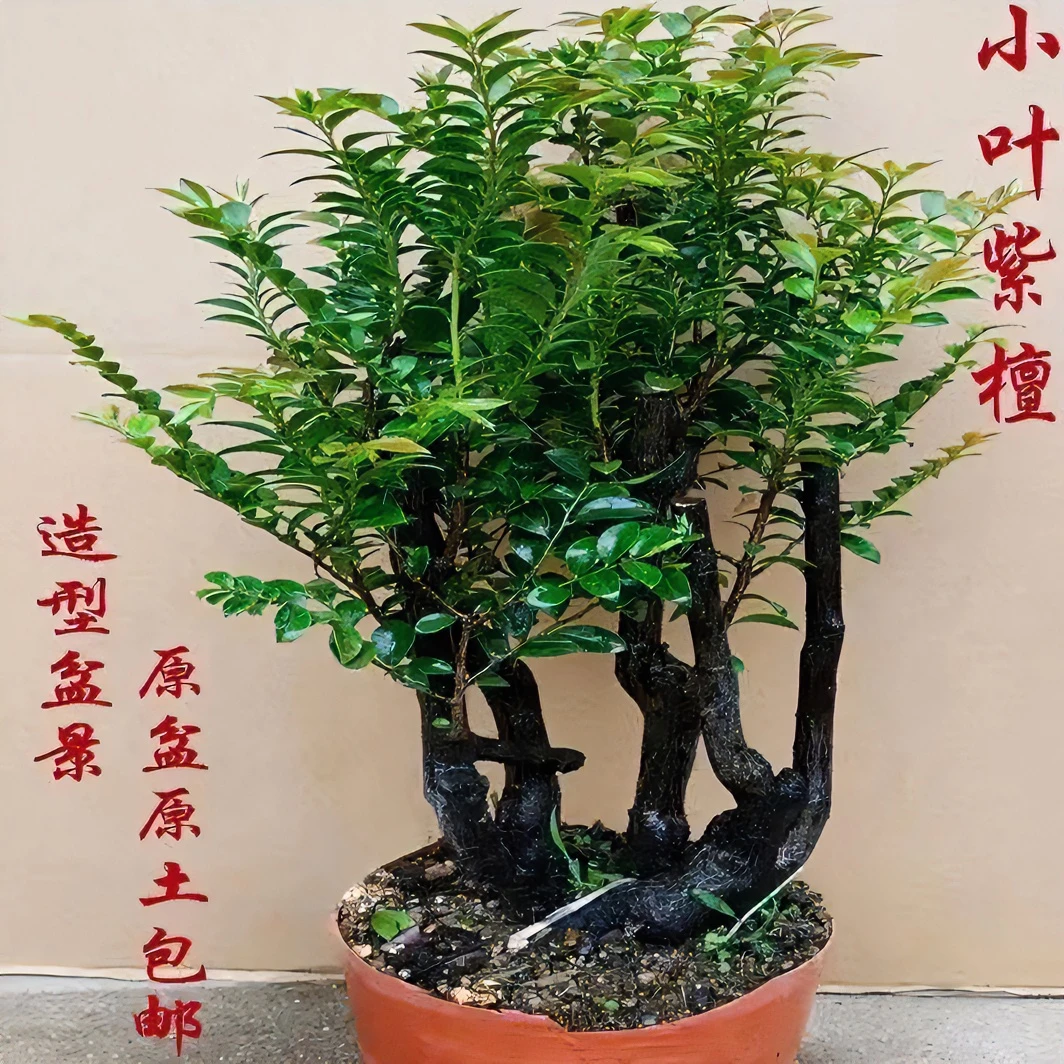 小叶紫檀老桩盆栽造型雅致耐旱实物发货珍贵优美办公室绿植生长