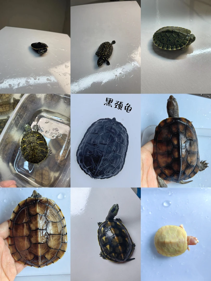 （直播专用链接）人工繁殖宠龟，私自下单不发货