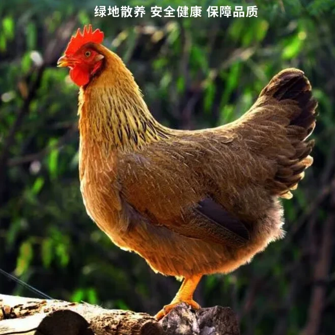 徐闻送上门-清远鸡 （净膛光鸡去内脏）