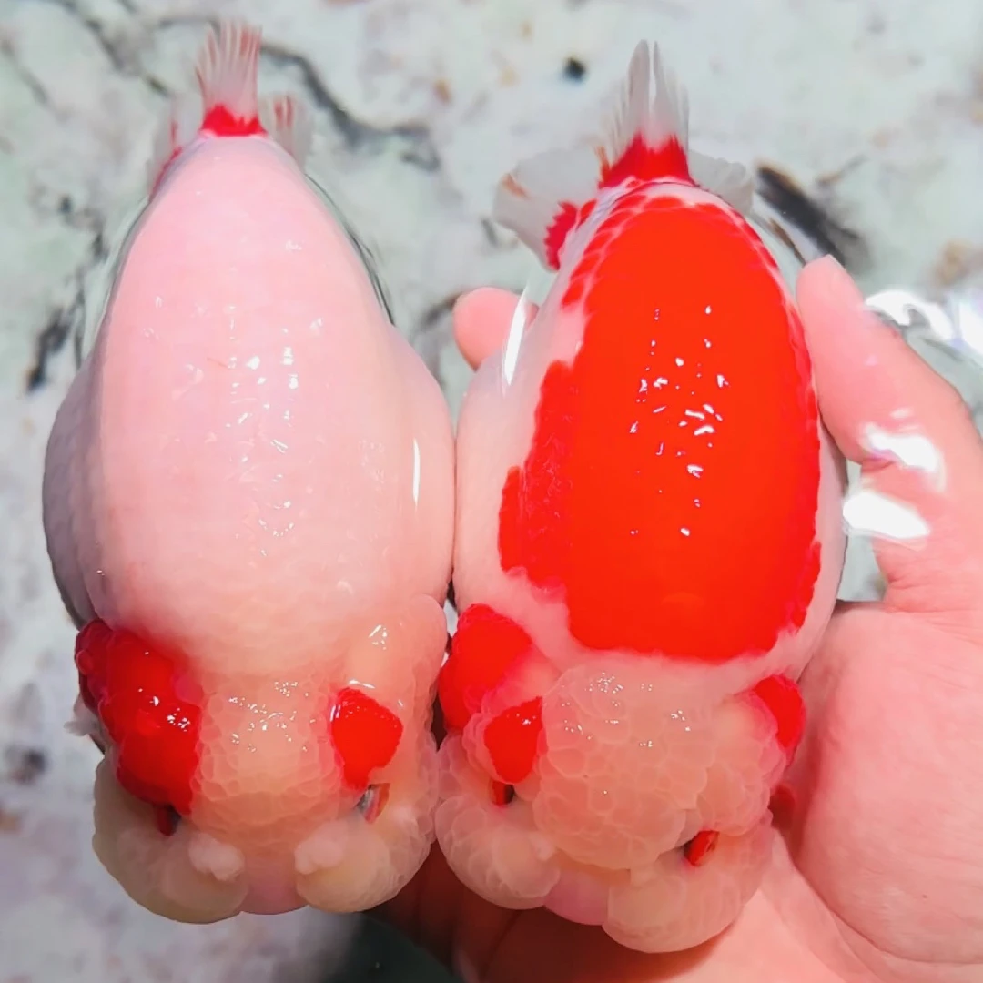 Zz兰寿金鱼观赏鱼