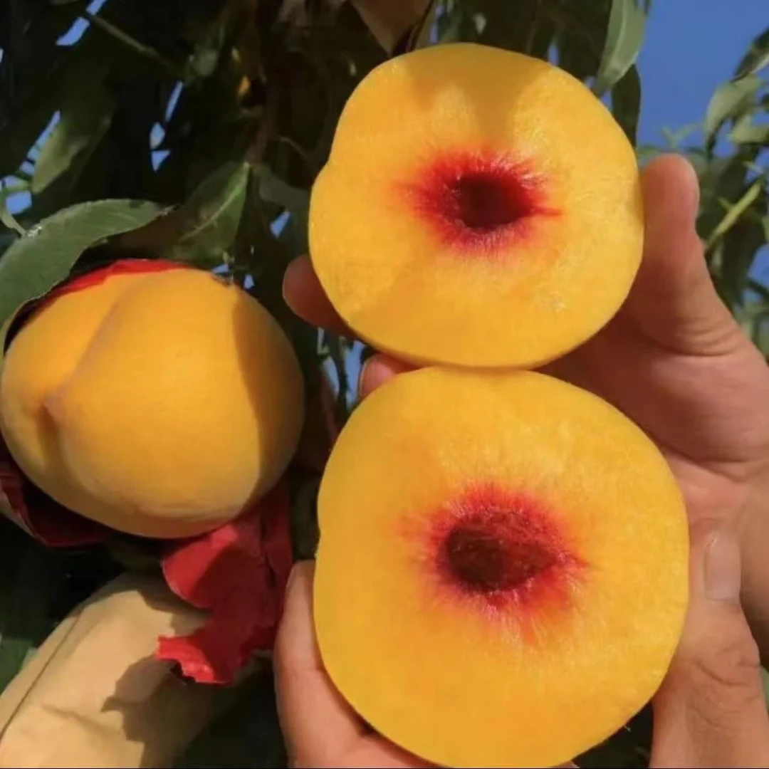 桃树果苗嫁接特大晚熟冬桃树苗盆栽地栽南北方种水蜜桃苗黄桃