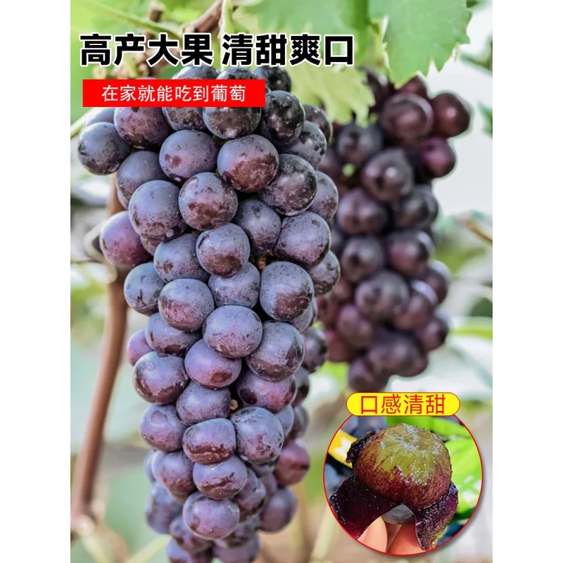 阳光玫瑰葡萄树苗庭院爬藤蓝宝石巨峰葡萄苗盆栽南北方种植果树苗