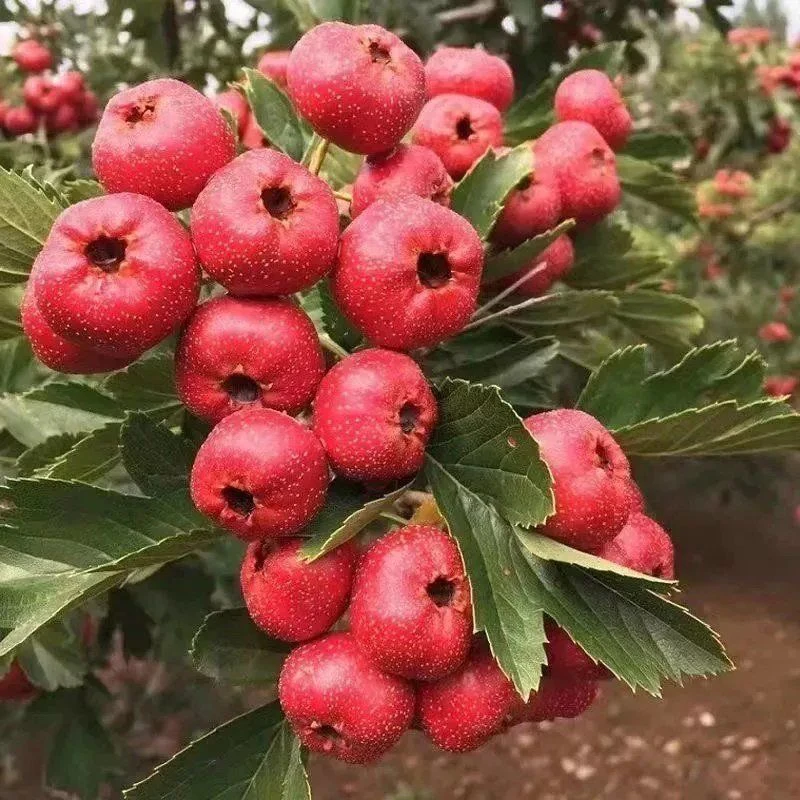 山楂树苗嫁接新品种无籽甜歪把红大棉球大金星山楂苗南北方种植
