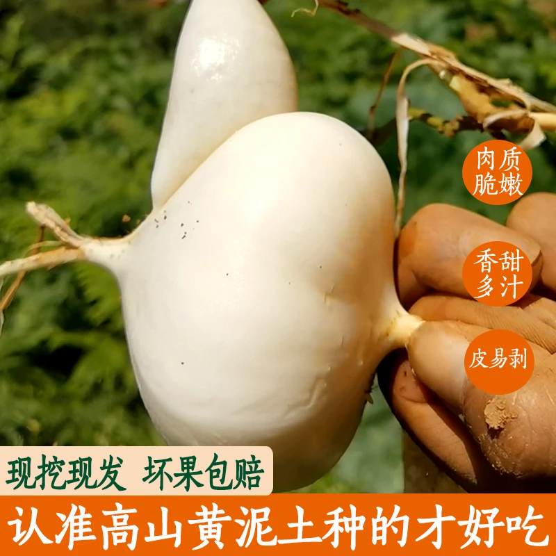 【苗岭助农】贵州正宗老品种黄沙土地萝卜新鲜多汁嫩现挖发货3/5斤