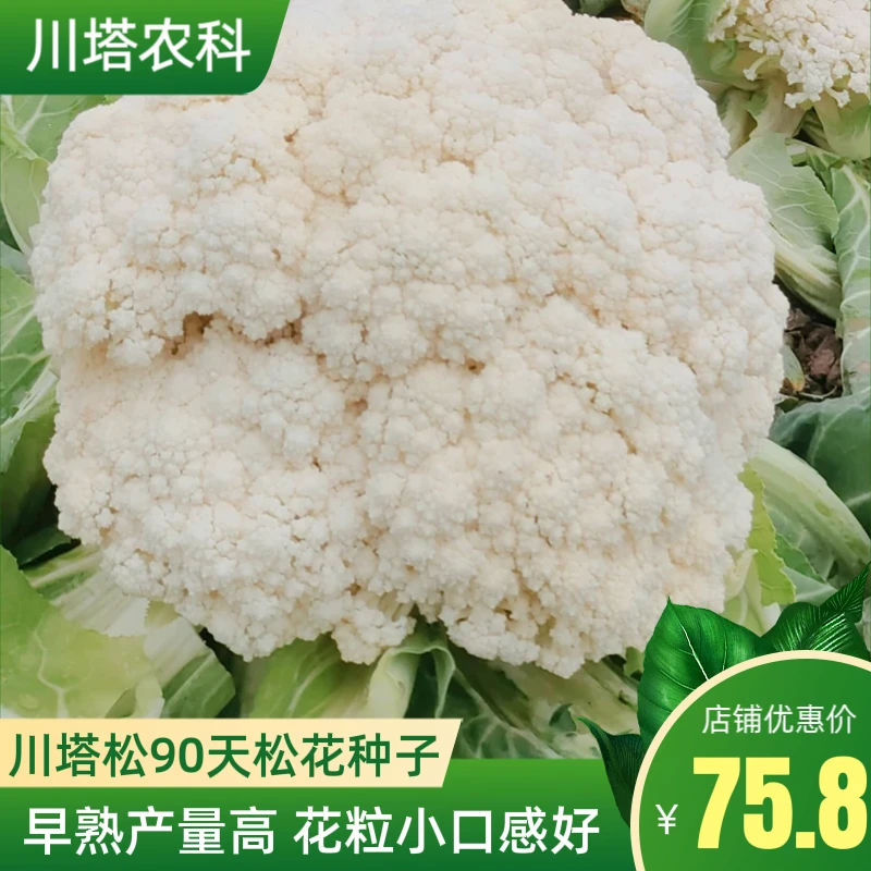 川塔松花90天花菜种 中熟 淡绿茎 花粒小口感细腻抗病强8月可播种