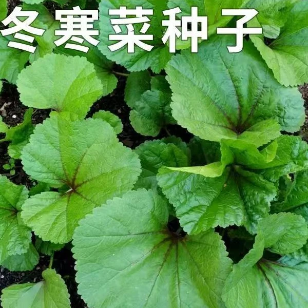 大叶冬苋菜  冬寒菜种子 口感糯 精品种子 阳台庭院大棚蔬菜种子