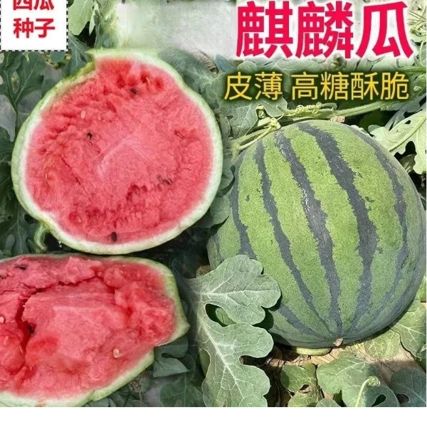 麒麟西瓜 一代杂交西瓜种子 早熟松脆 单瓜重4-7公斤 糖度12-13度