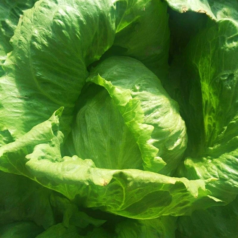 生菜种子 大卫生菜 抗病高产 春秋蔬菜种孑 越夏栽培 翠绿生菜