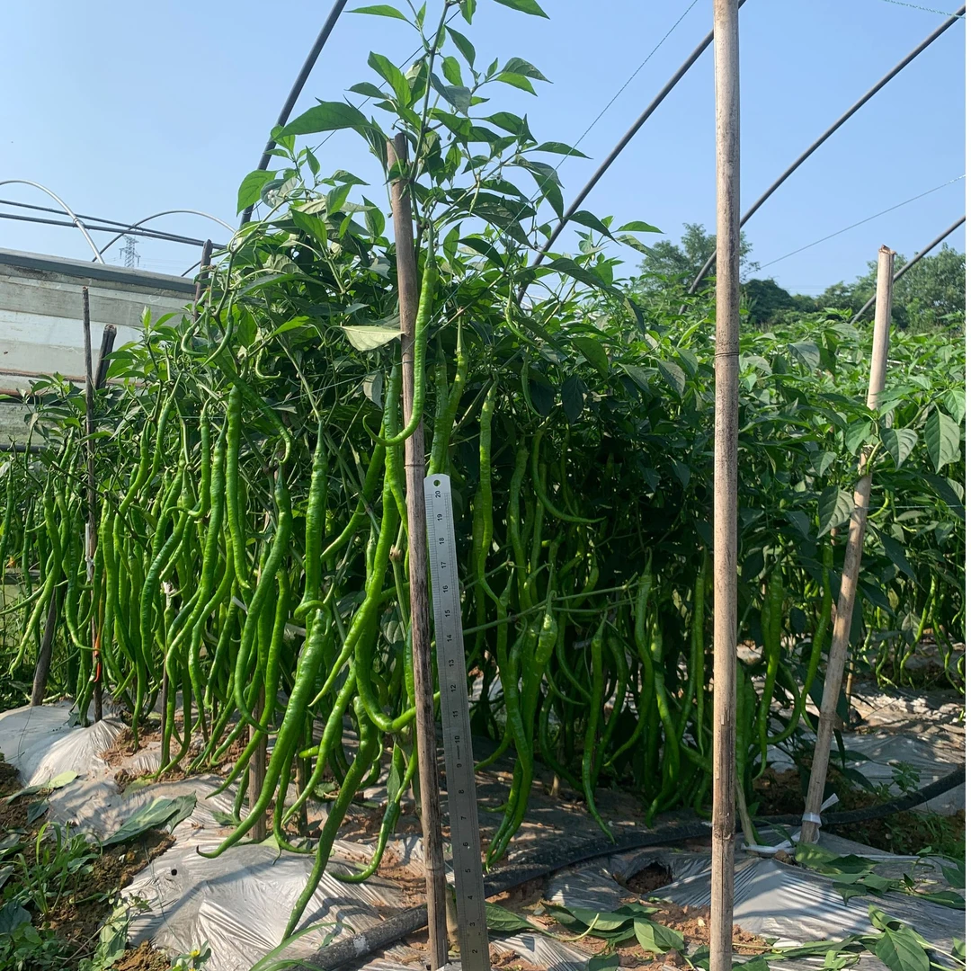 鲜辣长帅  庭院   阳台  大田用种 线椒 二荆条辣椒蔬菜种籽