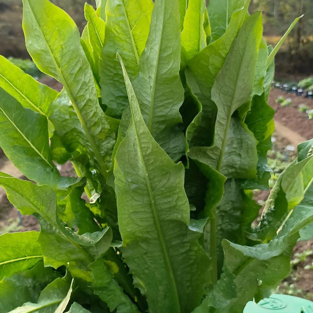 川塔四季香油麦菜种子  四季可种  阳台庭院大棚盆栽  蔬菜种籽