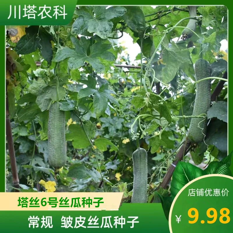 川塔塔丝6号    常规深皱皮丝瓜种  产量高 口感好 抗病强 易种植