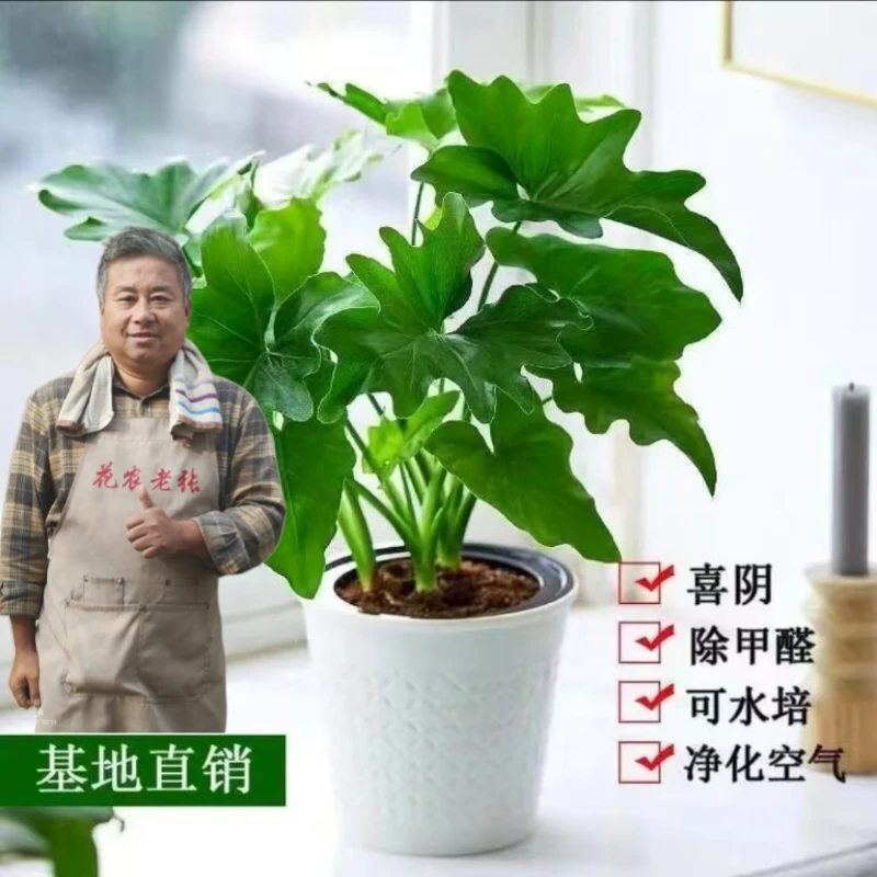 【花农老张】春羽室内客厅绿植净化空气好养格调高绿色北欧造型