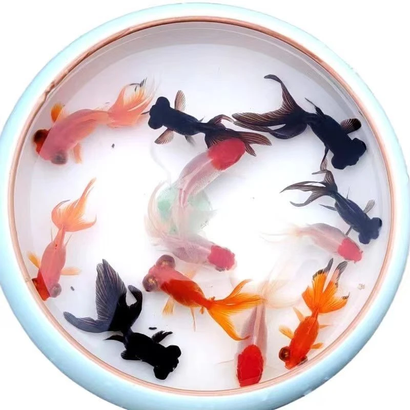 龙睛红狮鸿运冷水鱼金鱼观赏鱼包邮混搭发货