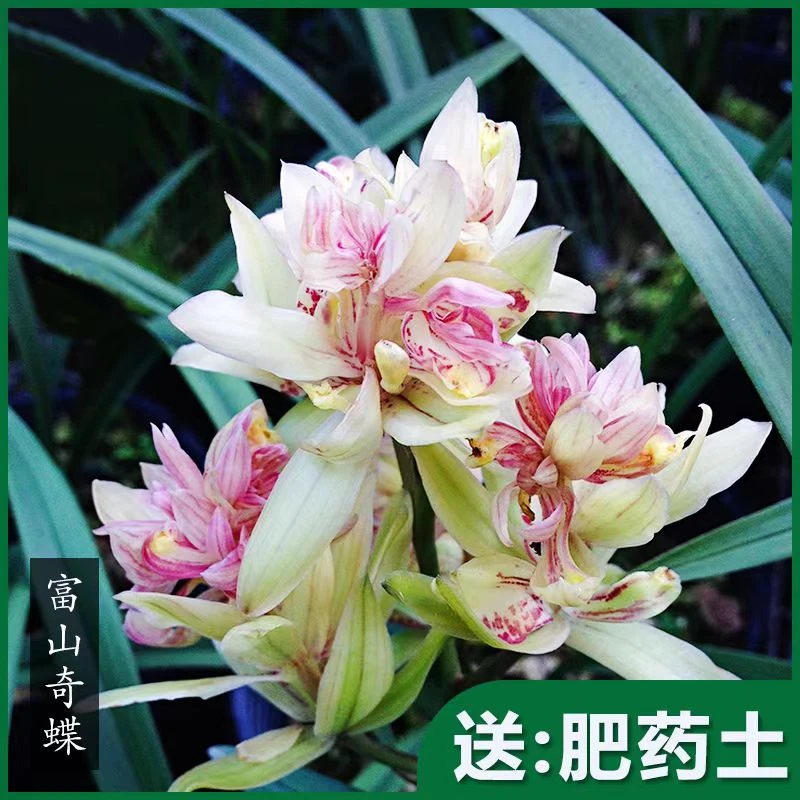 翁源兰花 名贵四季兰富山奇蝶