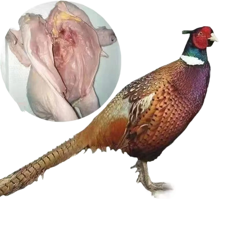 七彩山鸡2只散养山鸡高品质成年鸡活躰散养农家香嫩单只2-2.5斤/