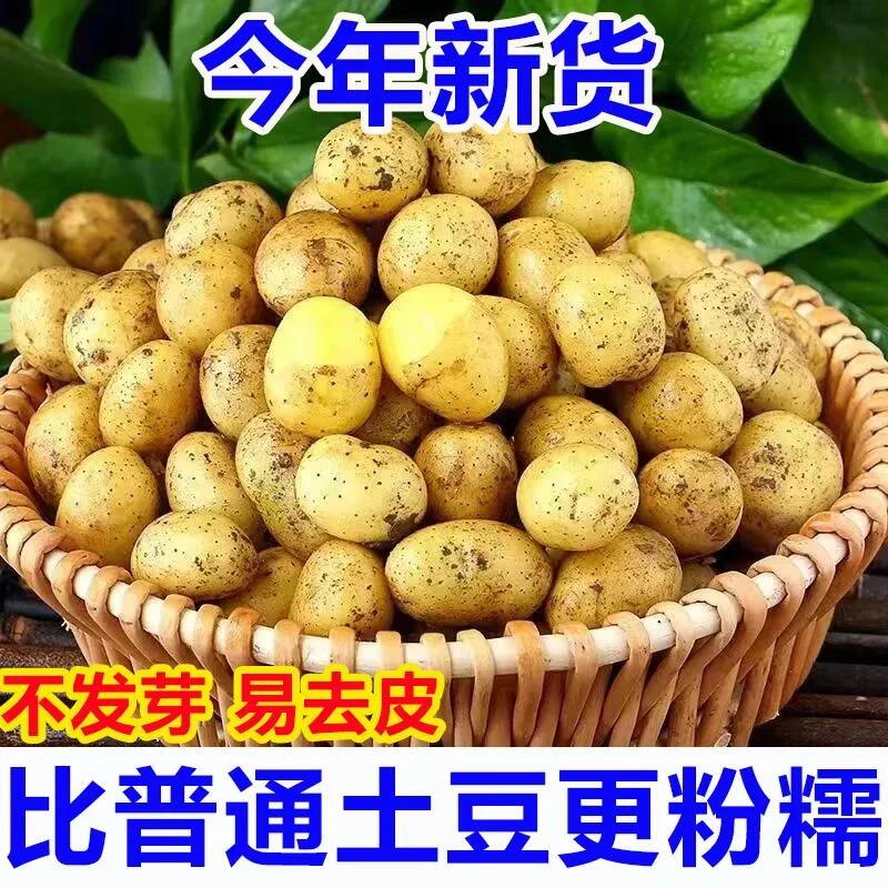 【现挖现发】秦岭高山土豆小土豆3/5/9斤迷你小土豆沙面洋芋马铃薯