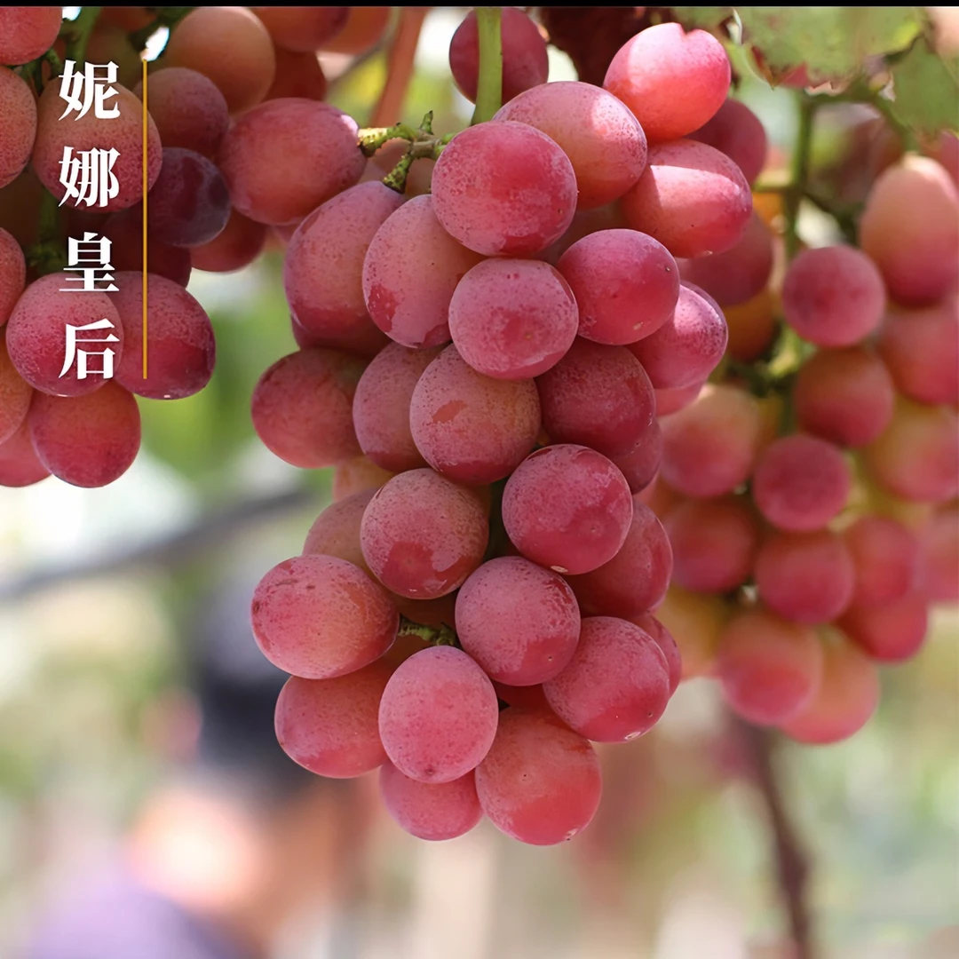妮娜皇后葡萄新鲜无籽葡萄红宝石非巨峰茉莉香阳光玫瑰顺丰包邮