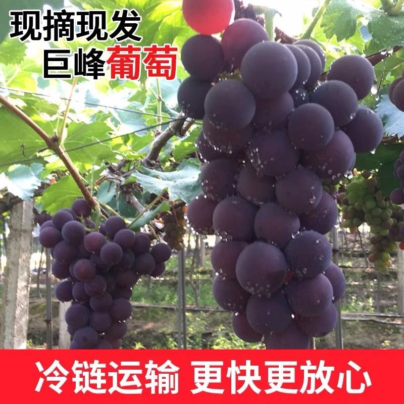 东北新鲜巨峰葡萄辽宁巨峰葡萄孕妇水果非提子夏黑藤稔顺丰包邮