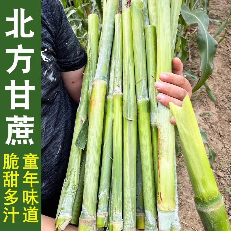 正宗东北甜杆农家小甘蔗新鲜1-5斤现砍甜高粱秆青皮甘蔗多汁包邮