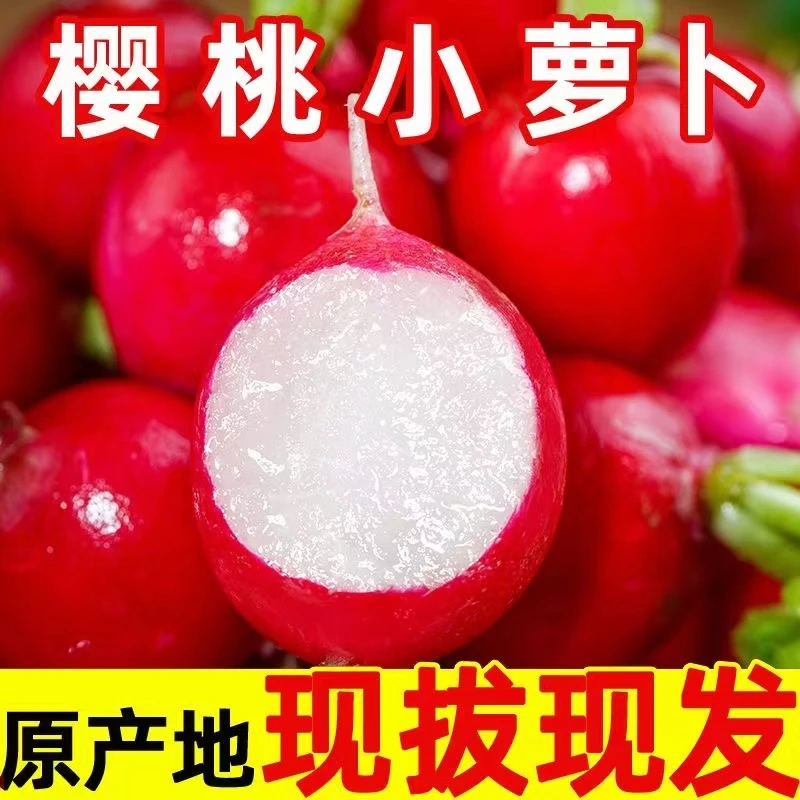 新鲜萝卜农家萝卜