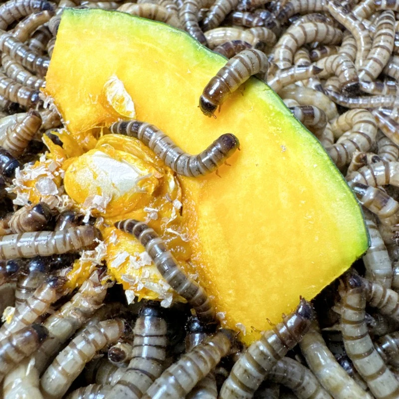 150条左右宠物试吃装新手养大麦虫爬宠八哥鸟食龙鱼乌龟饲料养殖