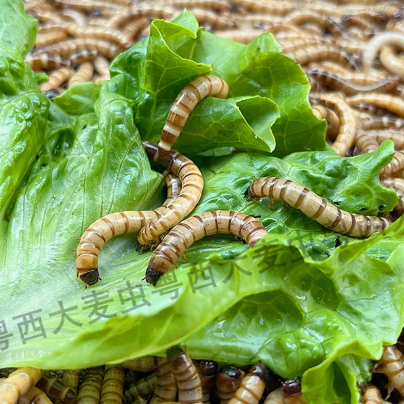 4-5厘米 左右大麦虫 100条  无赠品